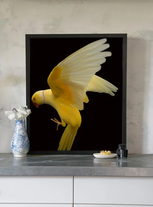 Gary_Heery_yellow_parrot_20x24_insitu.jpg
