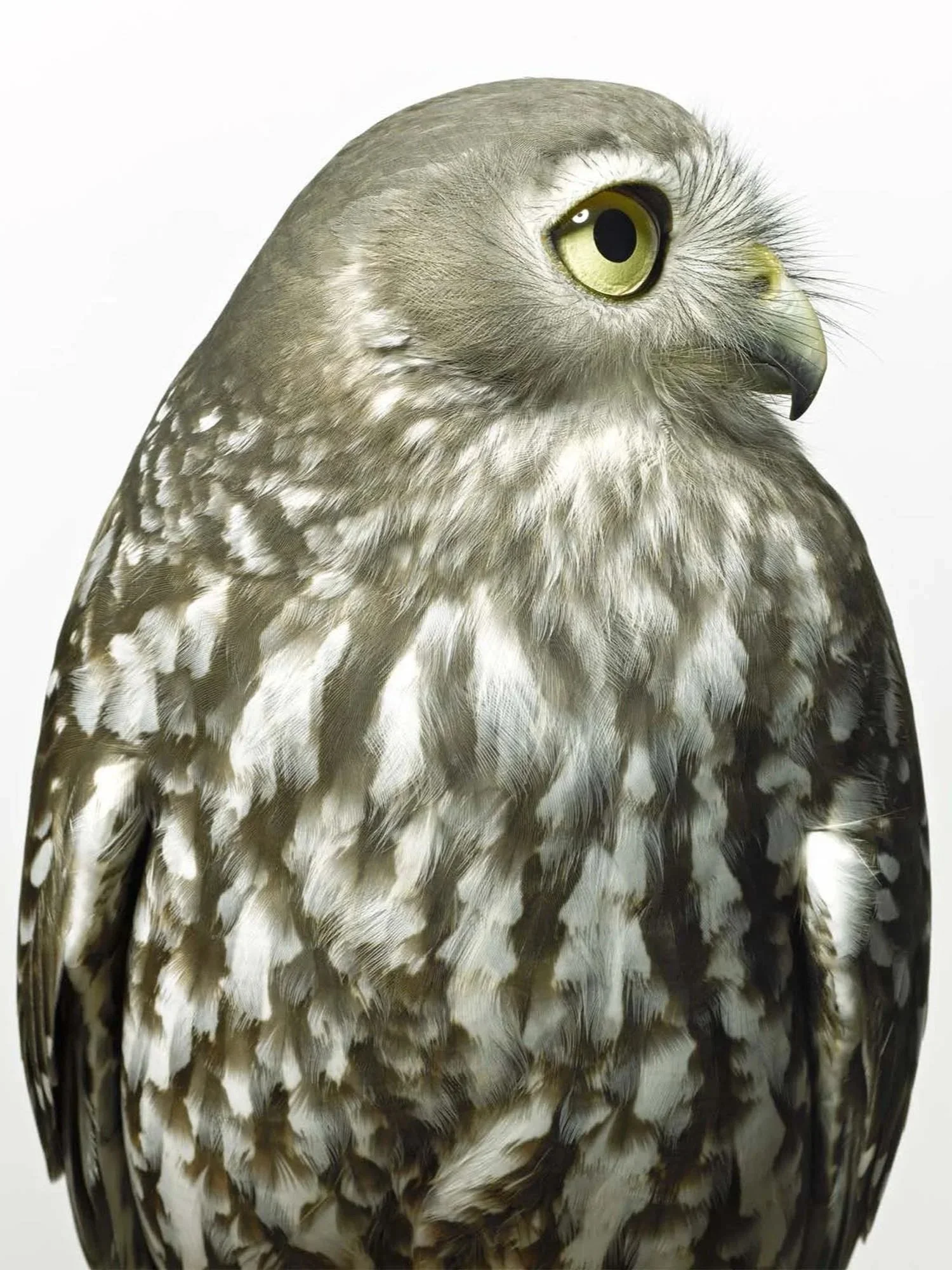 Barking Owl portrait captured by fine art photographer Gary Heery