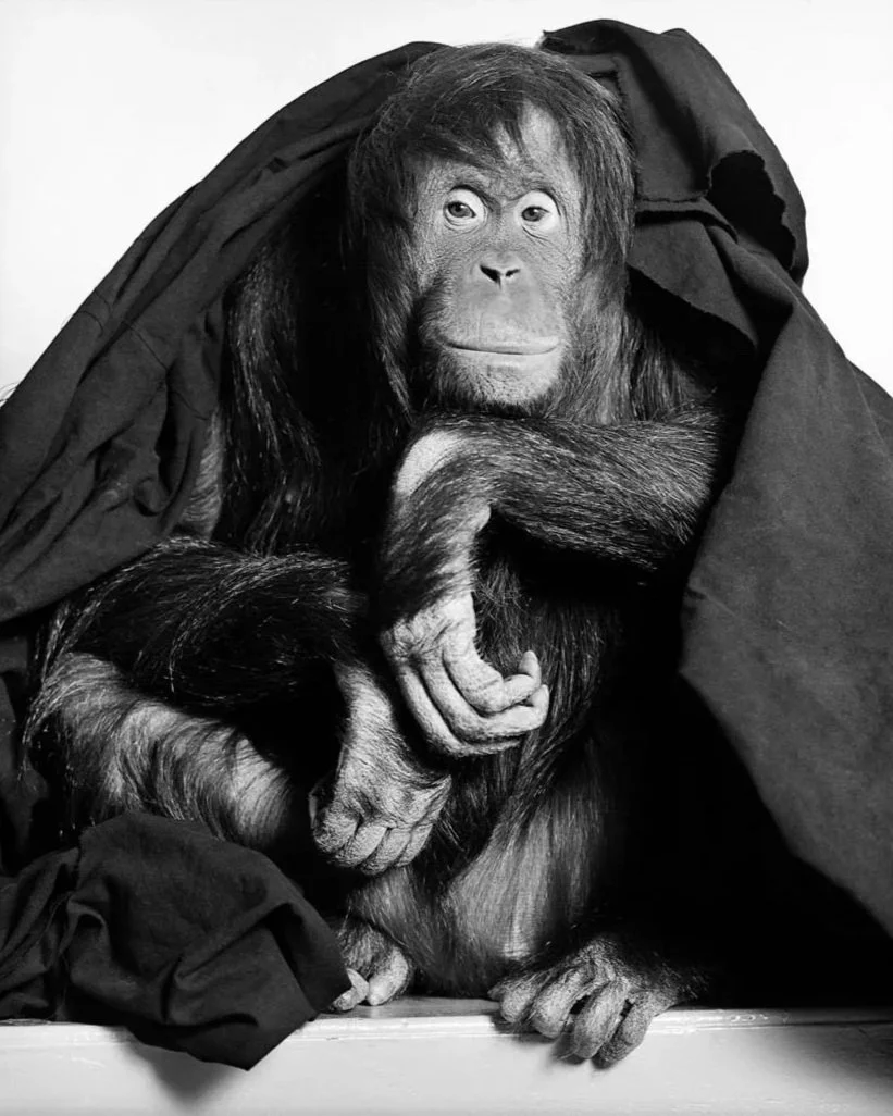 Orangutan shot by Gary Heery