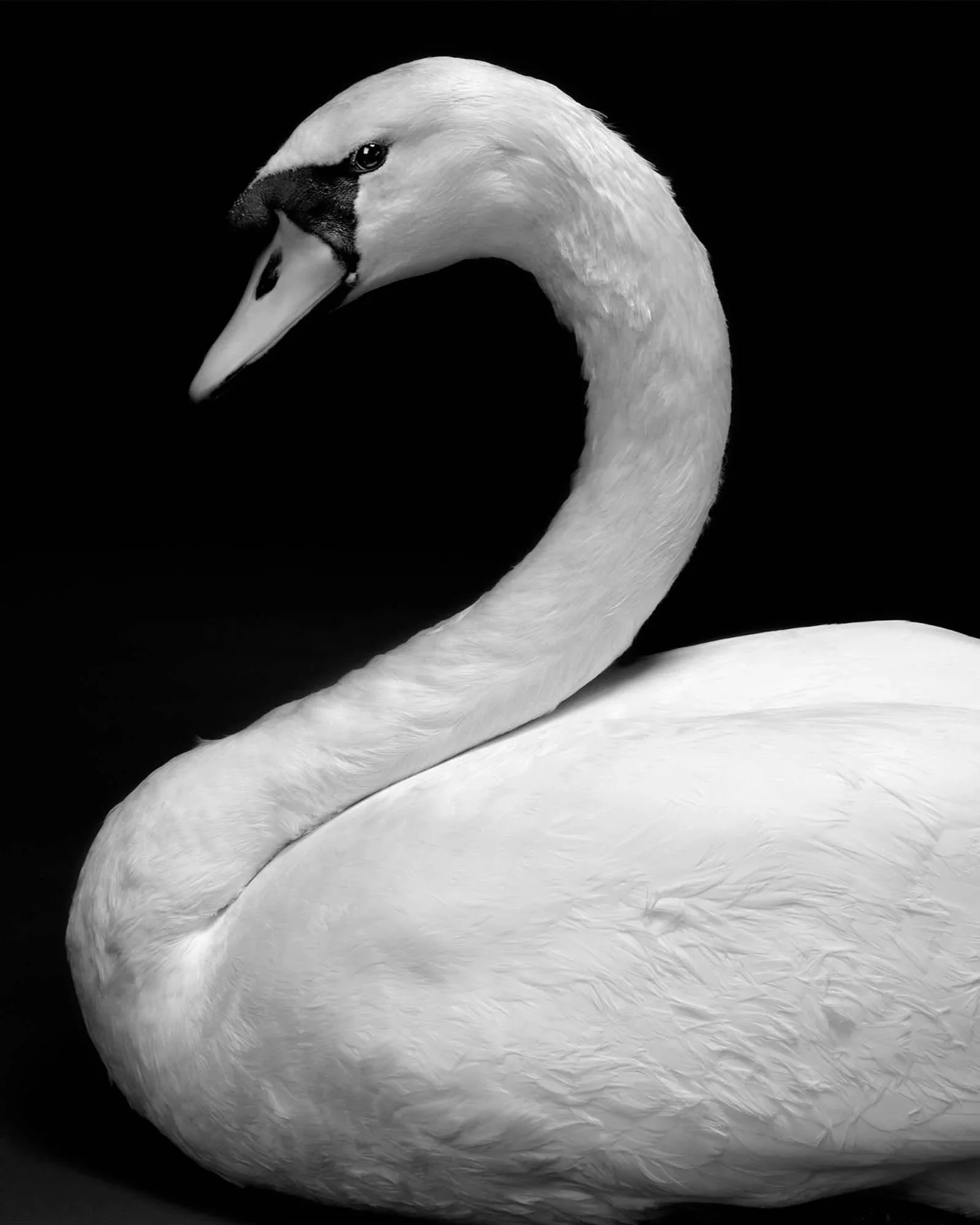 Portrait of a white swan in black and white