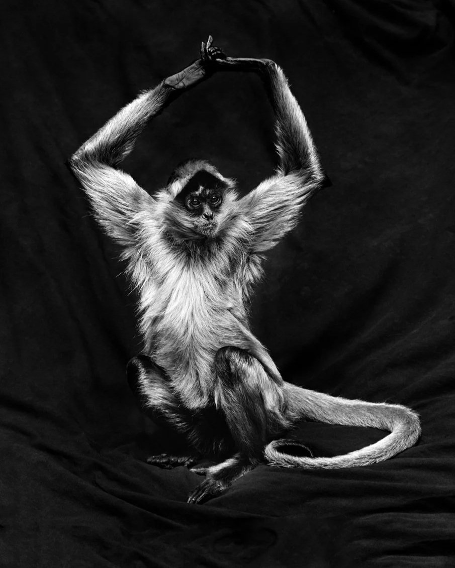Spider monkey portrait taken by Gary Heery