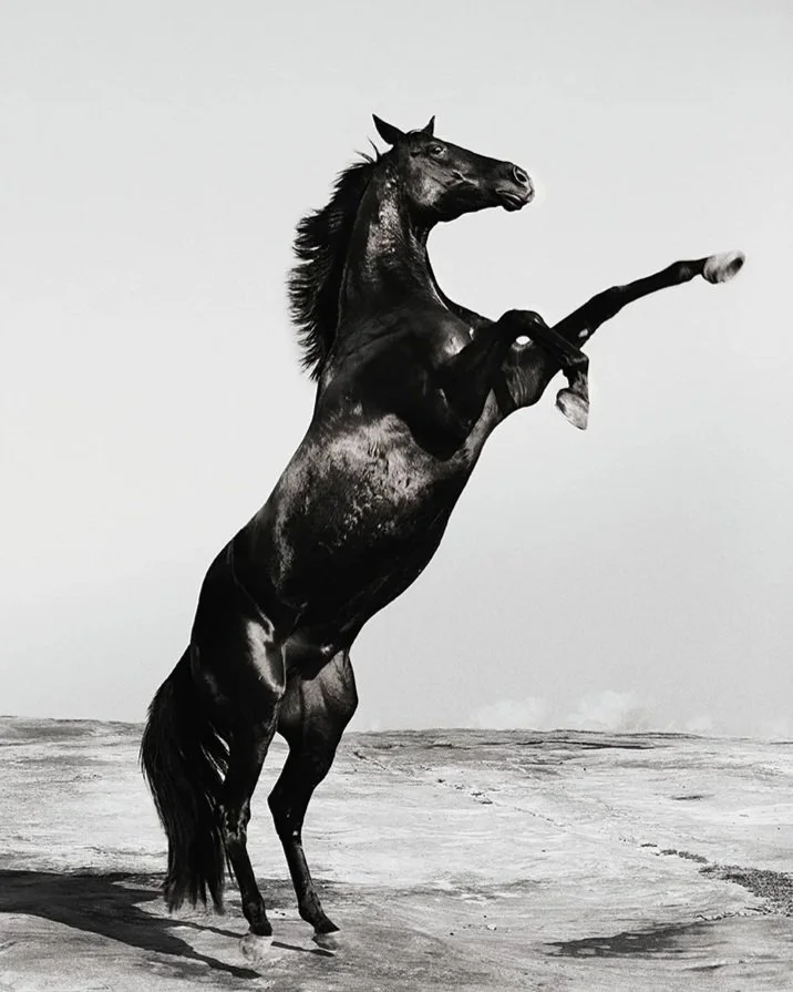 A black rearing horse captured by photographer Gary Heery