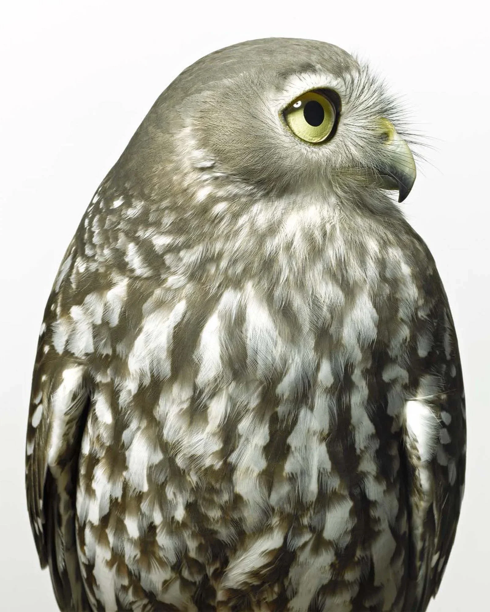 Portrait of a Barking Owl captured by Gary Heery