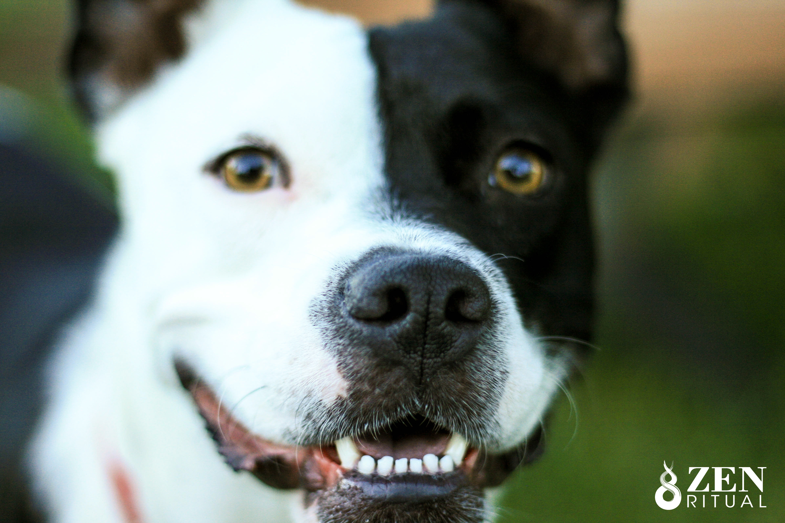 Tango (Staffordshire Terrier and Border Collie mix)