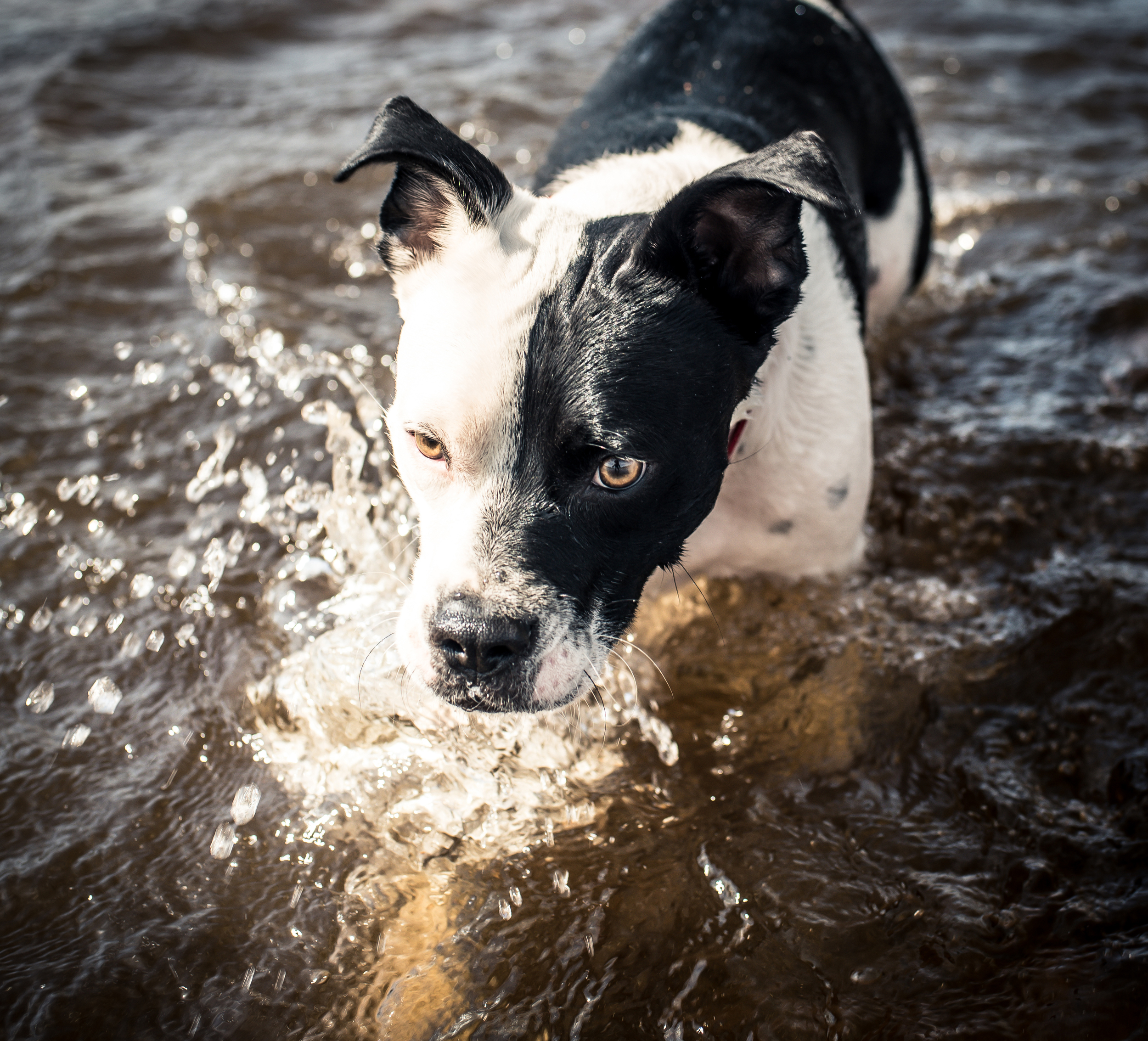 Tango (Pit Collie)