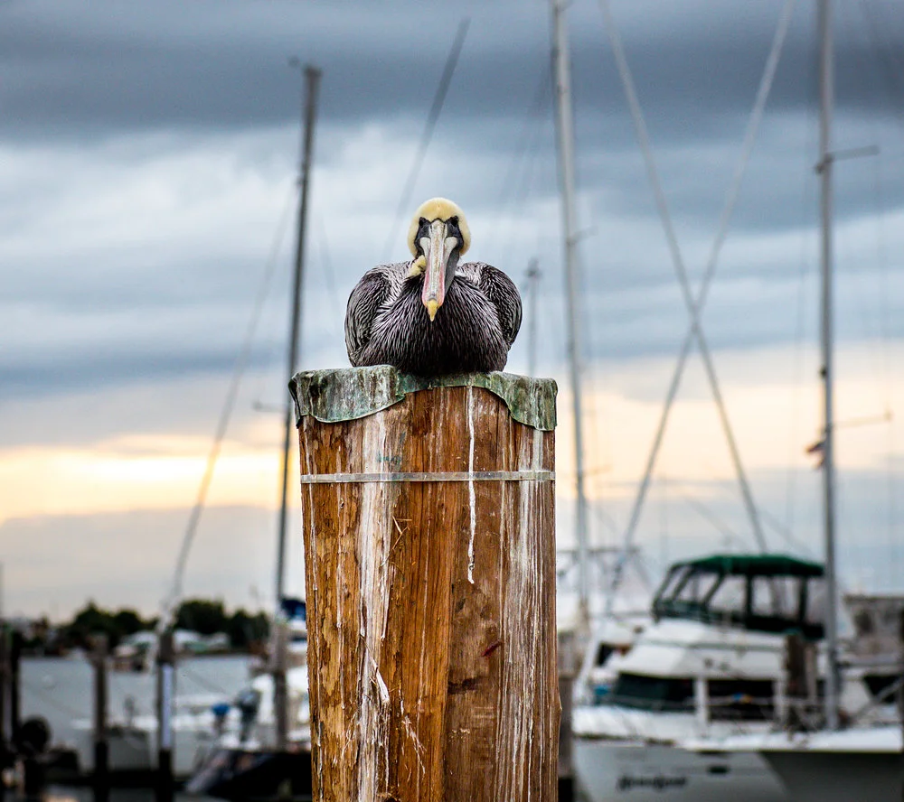 seabird.jpg