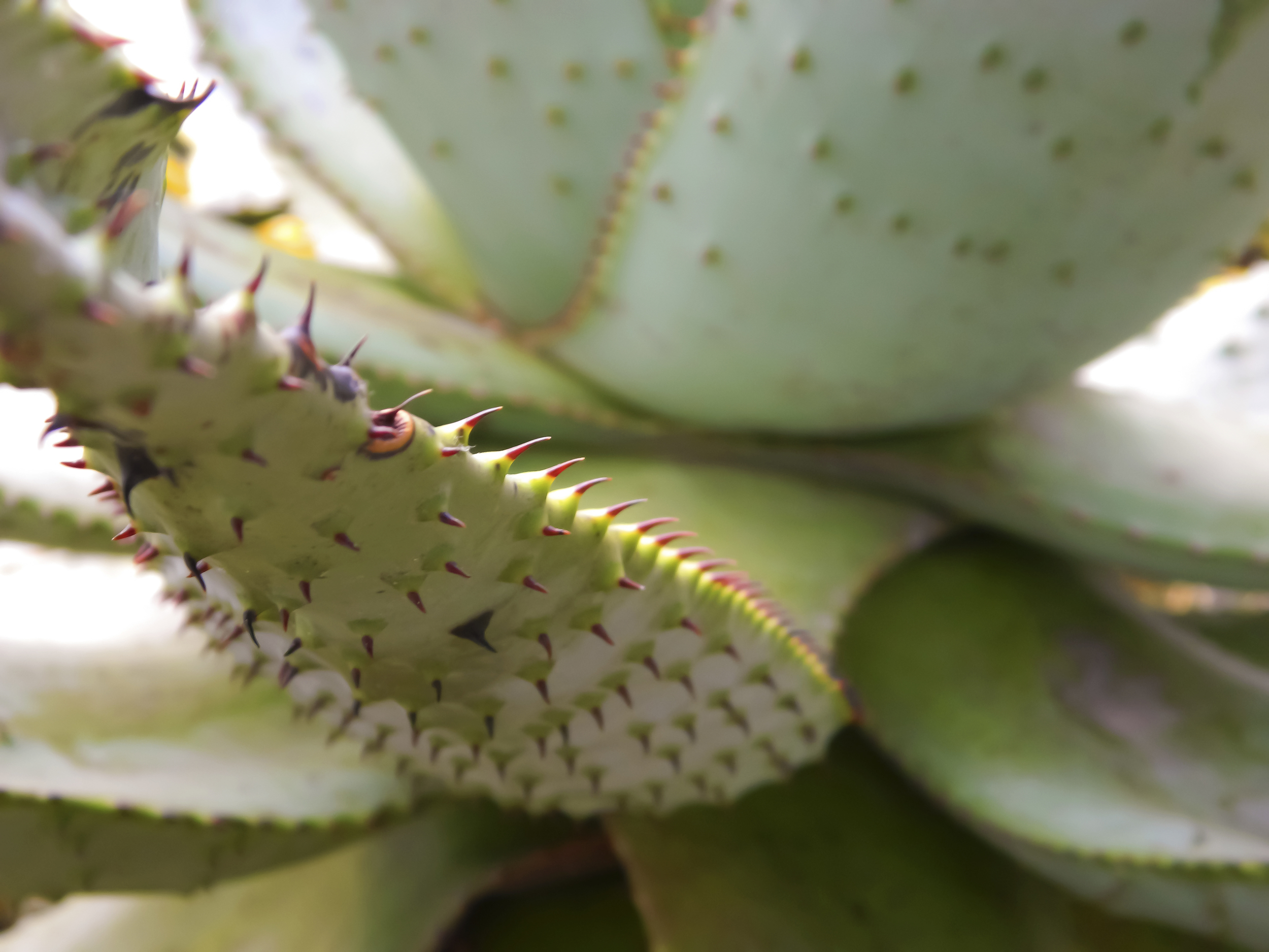 CactusSpike_2.jpg