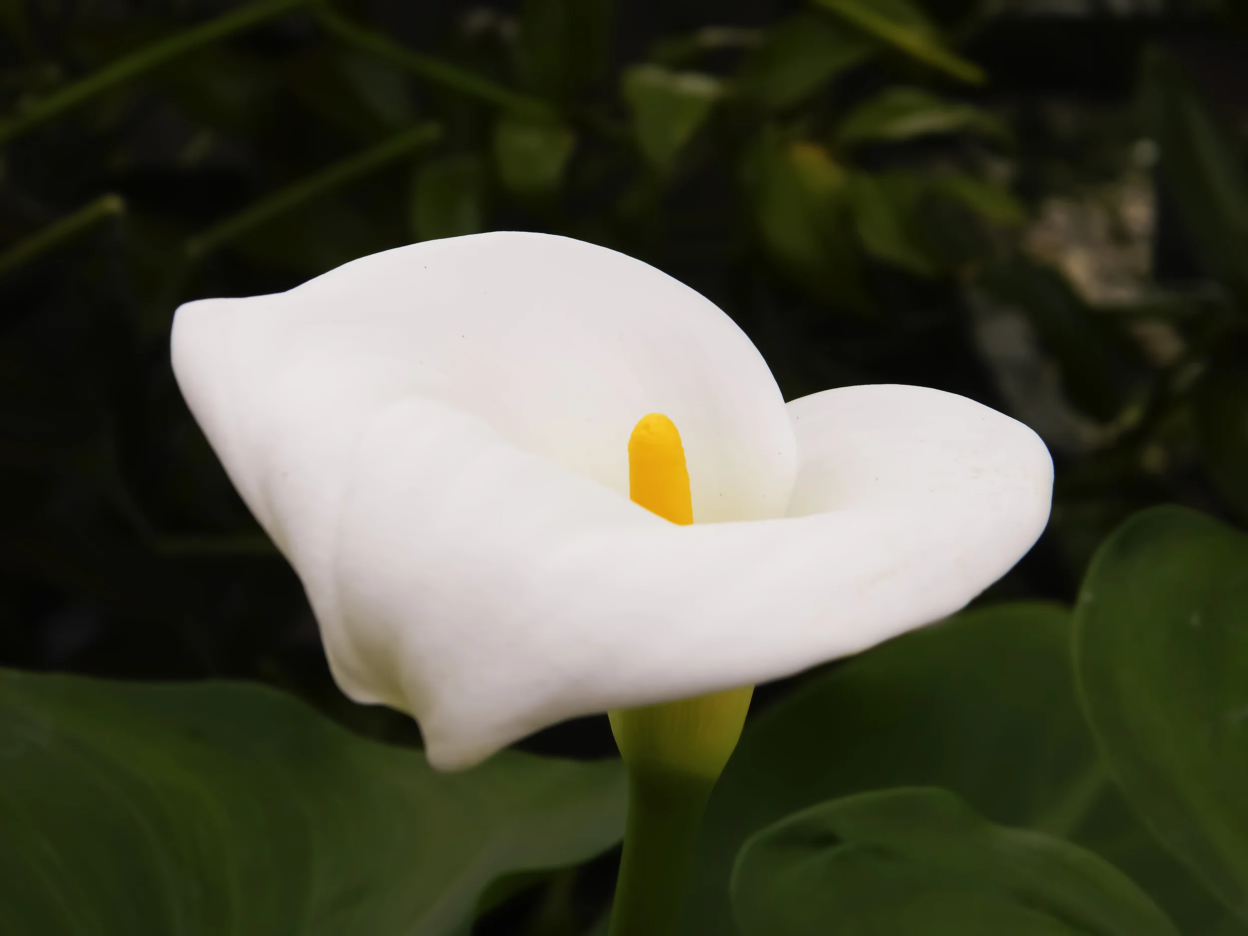 CallaLily_1.jpg
