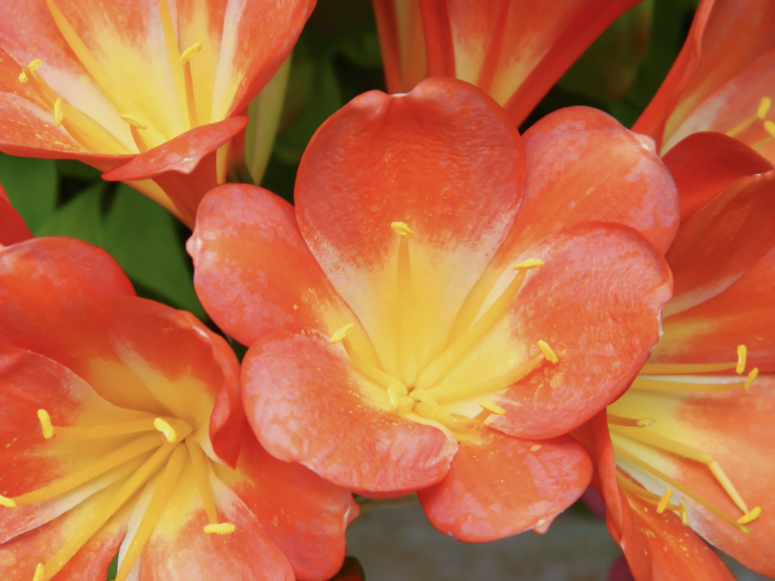 RedTulips_1.jpg