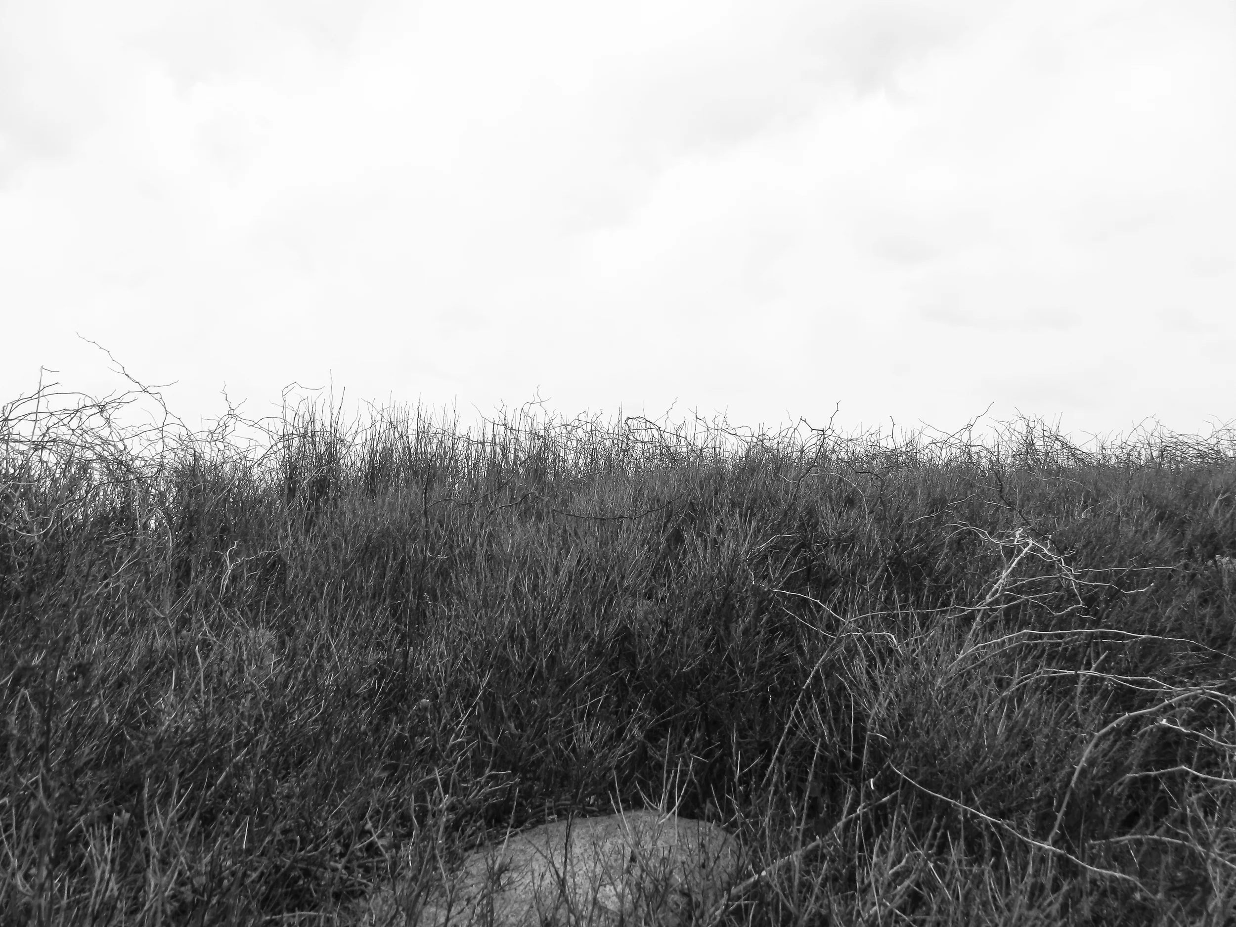 Grasses.jpg