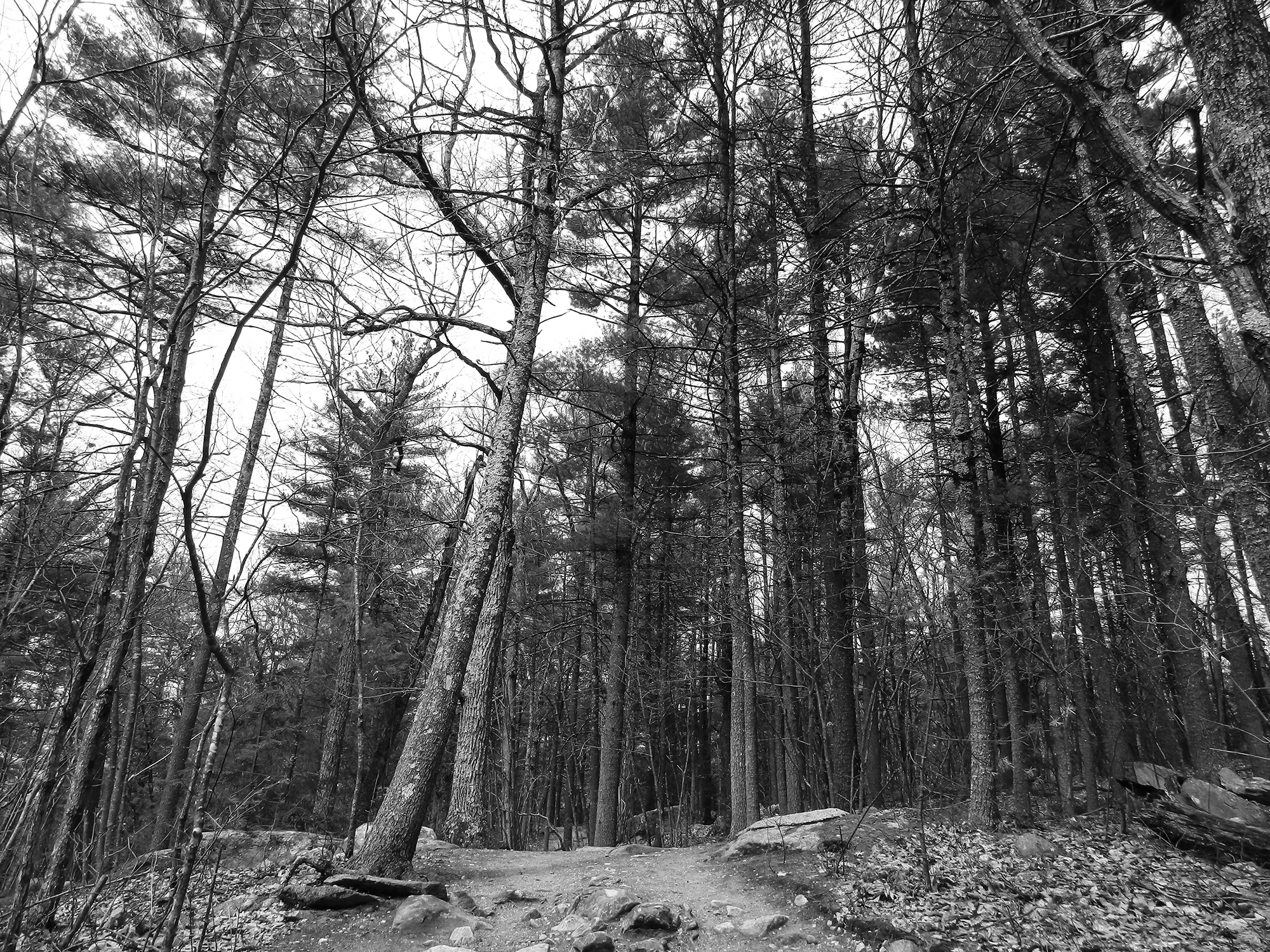 TallViewTree copy.jpg