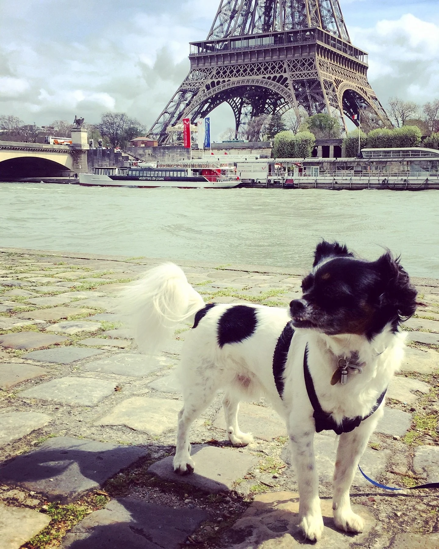 We lost our darling Percy one week ago on Monday 10th November age 18 peacefully &amp; gently in my arms &amp; with Nora by his side. To say it&rsquo;s been a surreal &amp; &ldquo;punch in the gut&rdquo; kind of week would be an understatement. For o