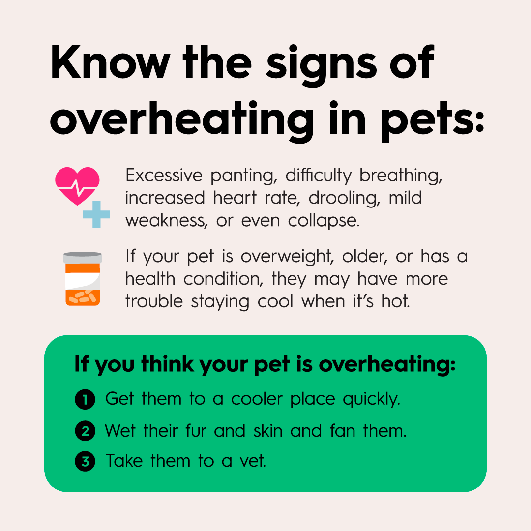 Week 6 Tips for Pets - 02