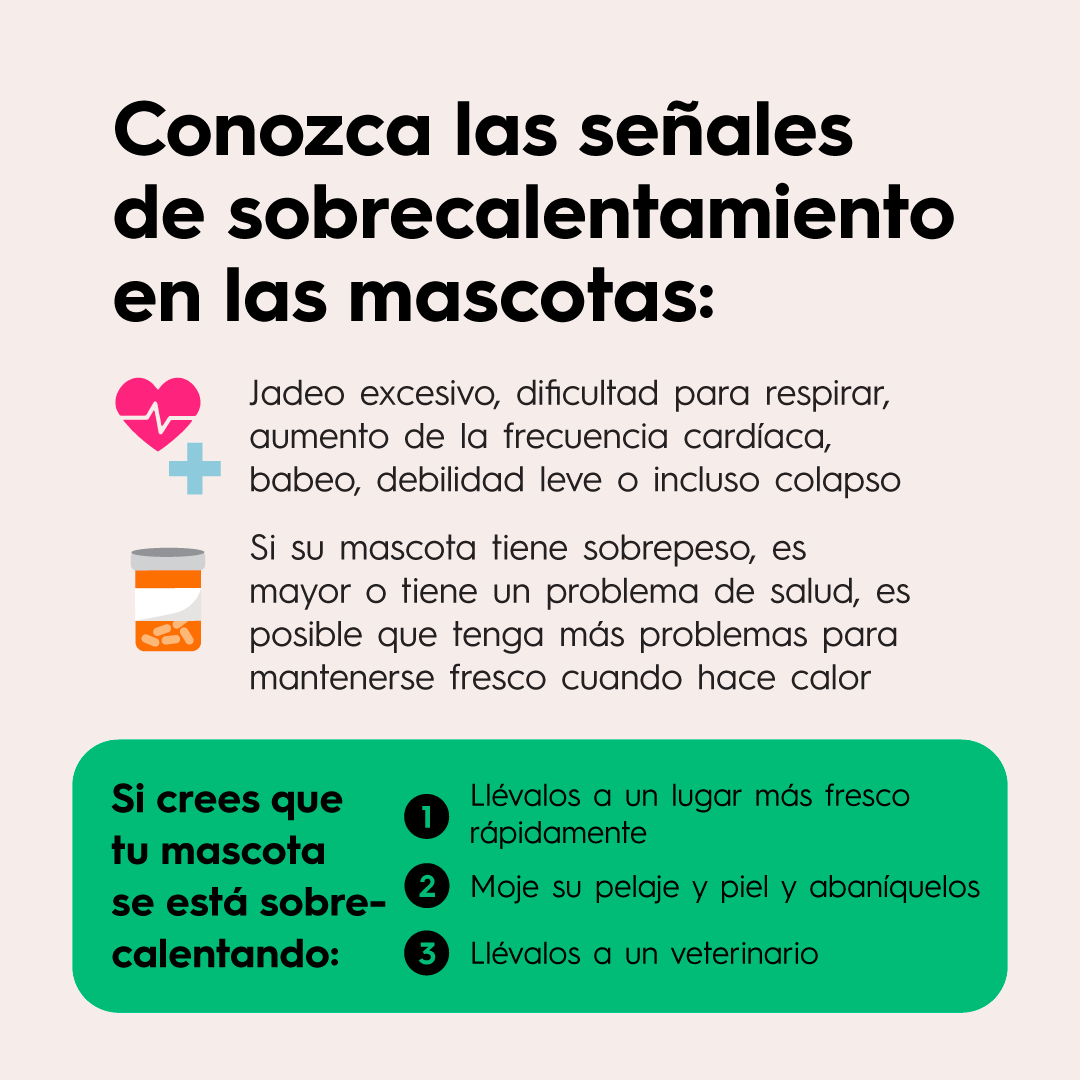 Semana 6 Consejos para mascotas - 02