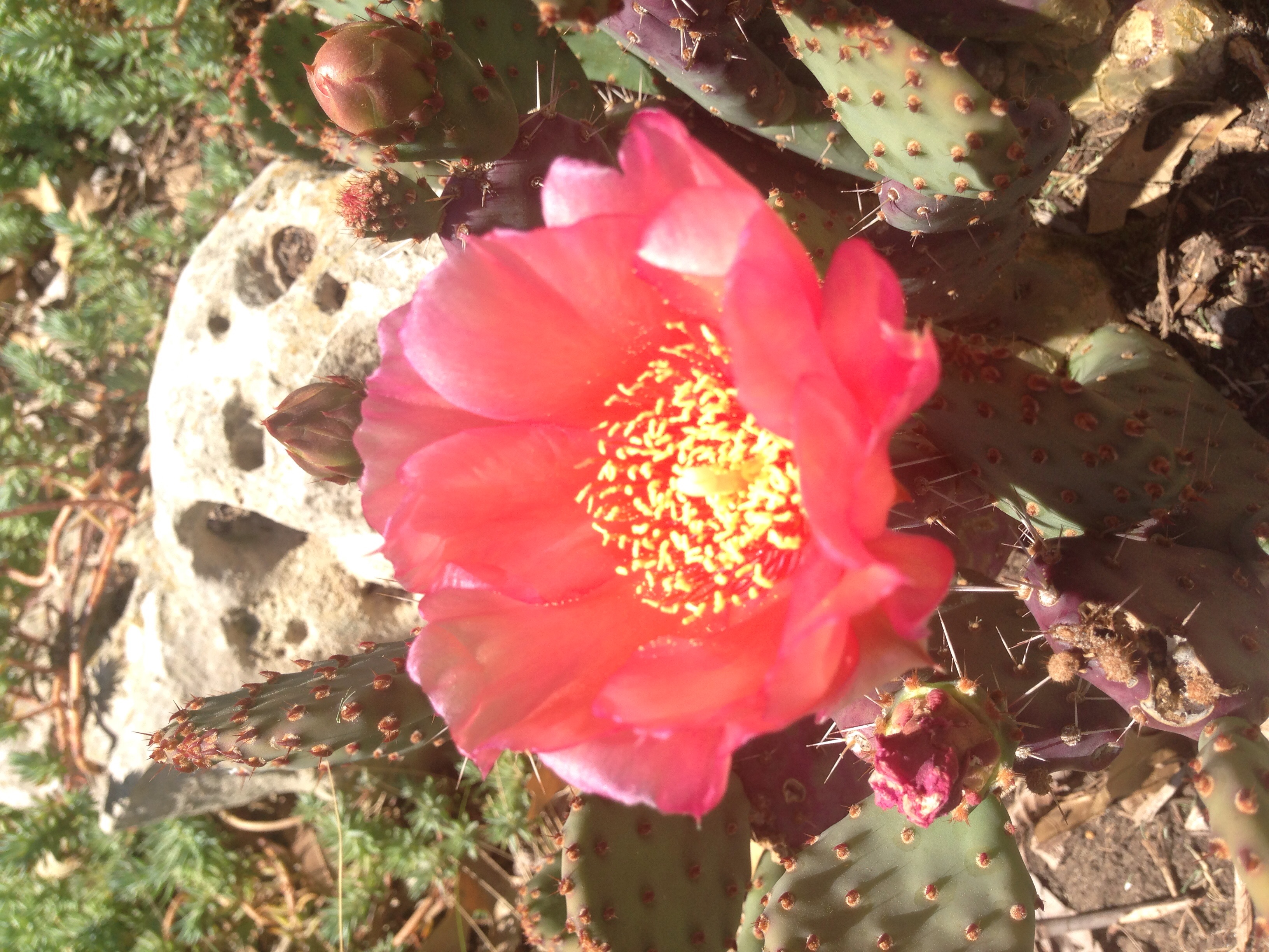cactus in bloom at the studio