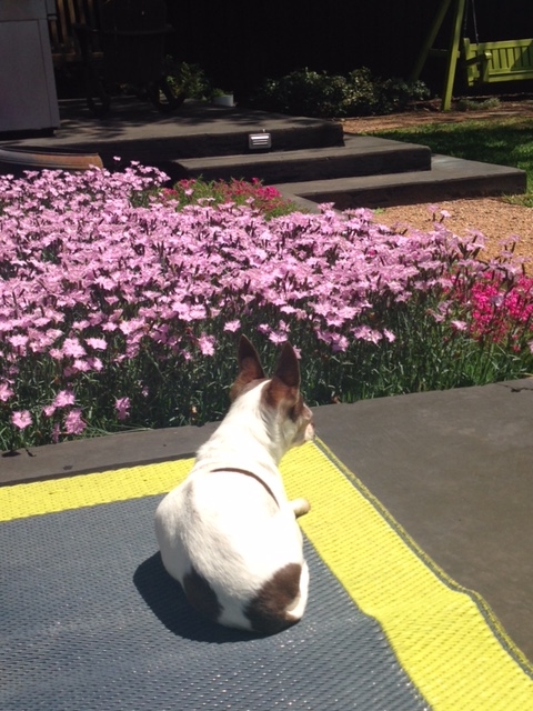 Sophie and Spring blooms in the backyard