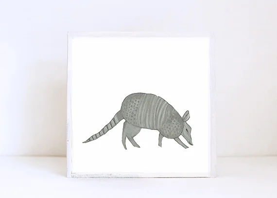 Armadillo