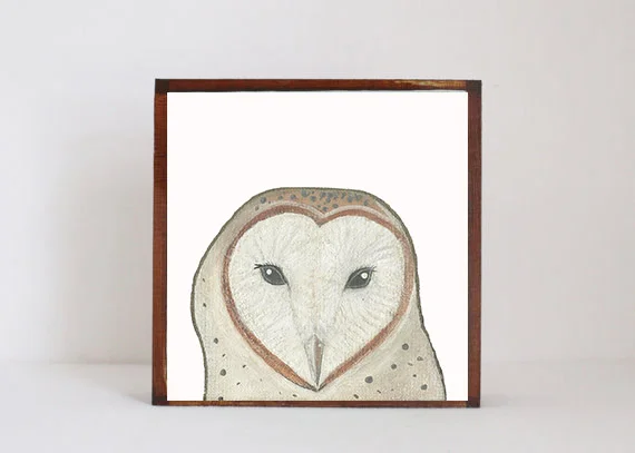 Barn Owl Face