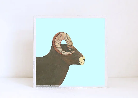 Big Horn Sheep