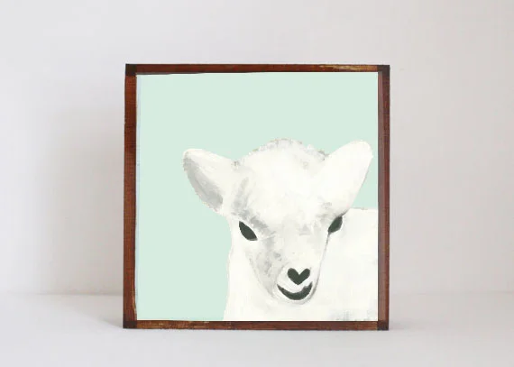 Dall Sheep