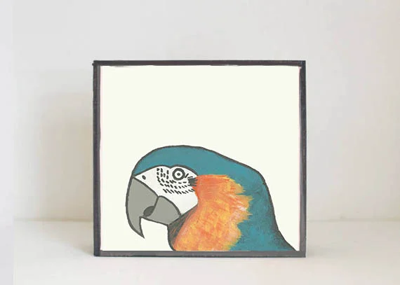 Macaw
