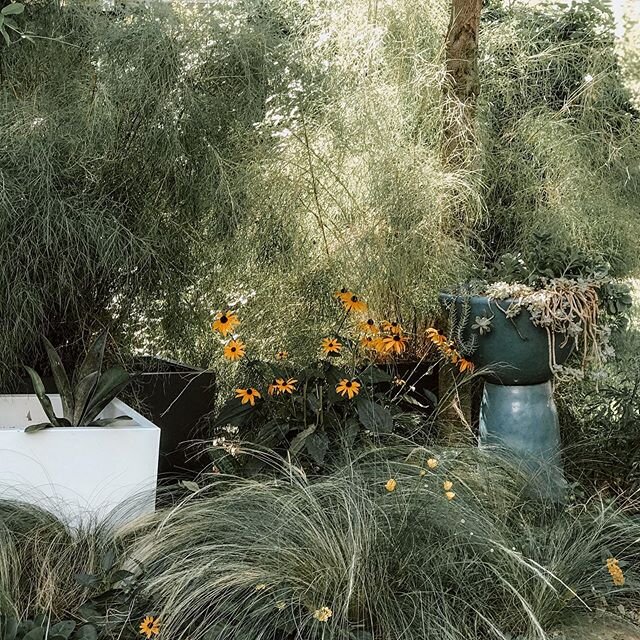 Courtyard entrance with feather grass, mangave, rudbeckia, coreopsis, bamboo muhly, four nerve daisy and copper canyon daisy.This area takes intense afternoon heat ☀️ #heattolerant #rudbeckia #stipatenuissima #coreopsis #blackeyedsusan #coppercanyond