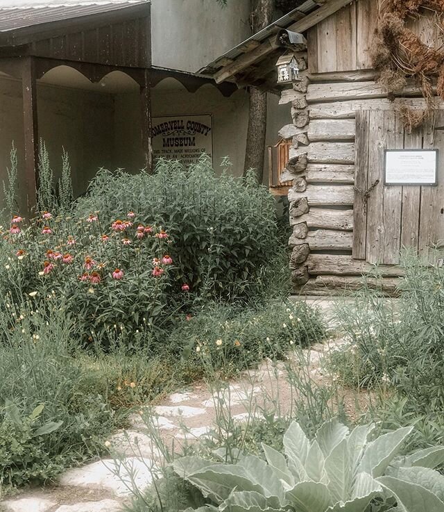 Native plant garden on the town square at Glenrose. That&rsquo;s the original post office and a dinosaur print is in this garden as well. 🌸 🦕 
#nativeplants #texasgardening #coneflowers #glenrosetx #droughttolerant