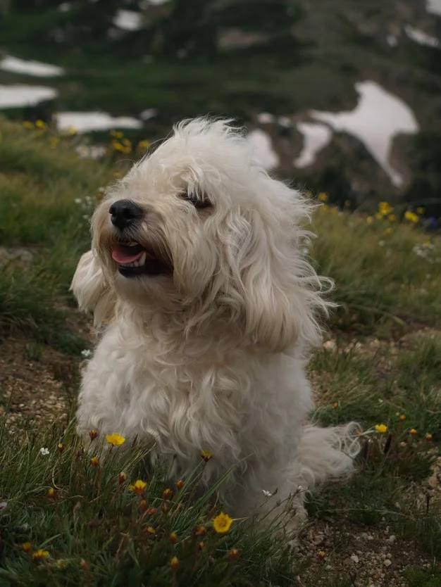 A fluffy white dog sitting in a grassy area with small yellow flowers, mountain landscape in the background.