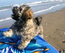 Grinch at beach.jpg