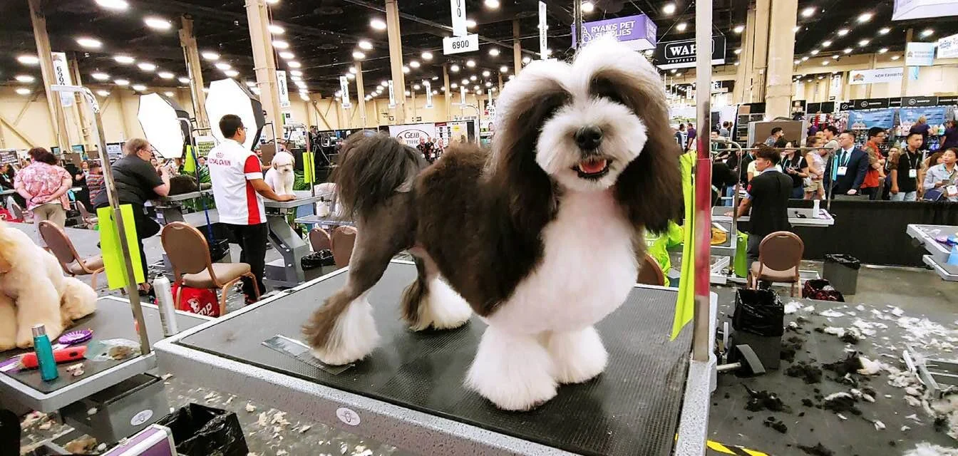A cute, fluffy black and white dog with groomed fur standing on a grooming table at a pet grooming competition or event, with people and other dogs in the background.