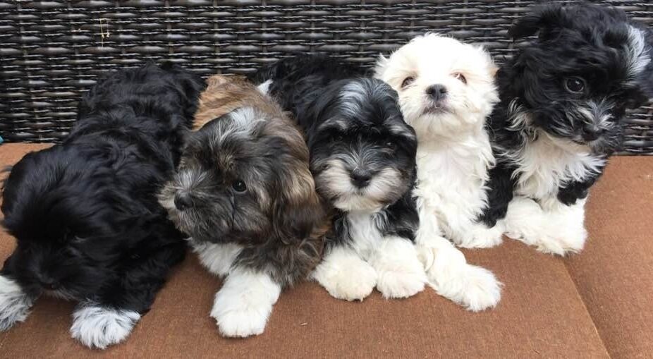 Five small puppies with fluffy fur sitting on a brown mat in front of a woven background.