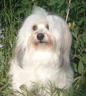 A small white dog with long, fluffy hair sitting outdoors among green plants.