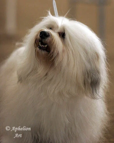 A fluffy white dog with a happy expression, showing teeth and black nose.