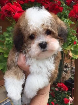 A fluffy puppy with brown and white fur being held in someone's hand, with red flowers in the background.