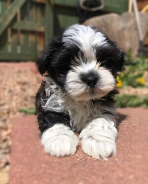 A cute black and white puppy sitting on a brick surface outdoors.