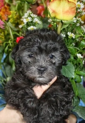 A small black puppy with curly fur being held in a person's hand, surrounded by colorful flowers including roses and daisies.