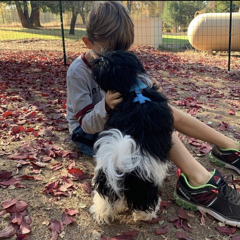 A child sitting on the ground with two dogs, one black and white, and one brown, with leaves scattered on the ground in a park-like setting.