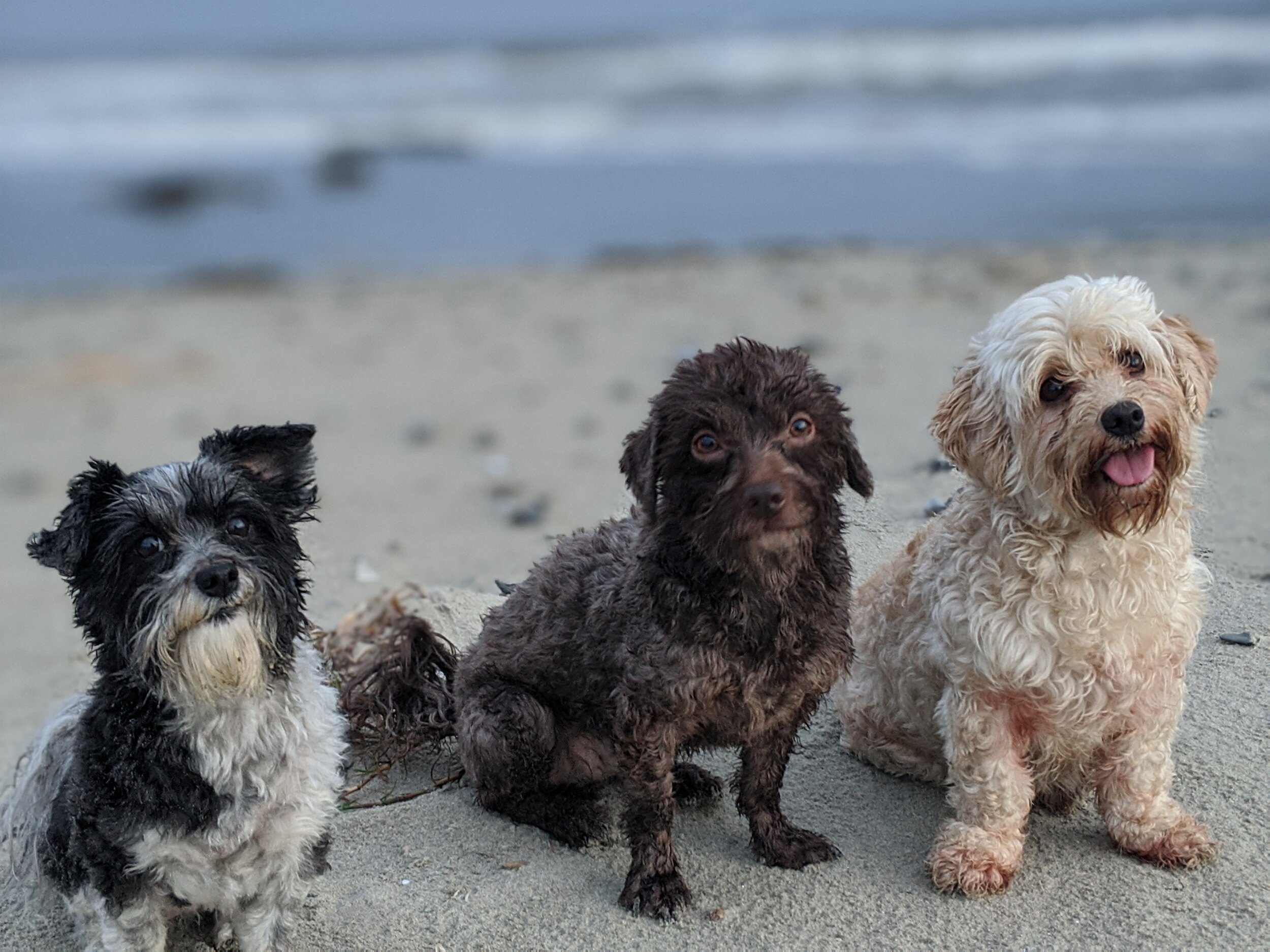 Sammi, Mojo, and Bonnie on the beach in Texas. Show coats optional.  