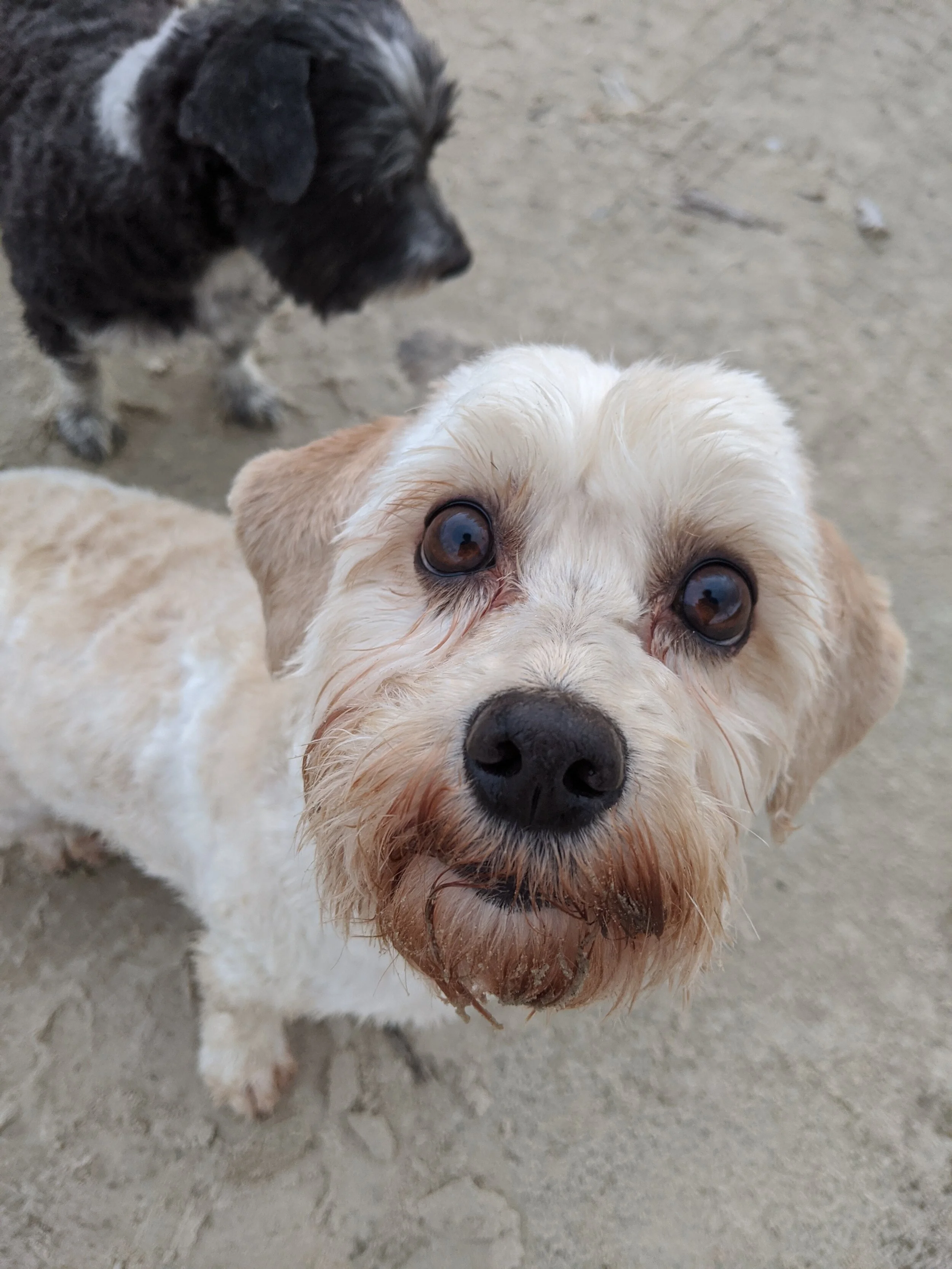 Close-up of a curious light-colored dog with brown eyes and a black nose, standing on a sandy surface, with a black and white puppy in the background.