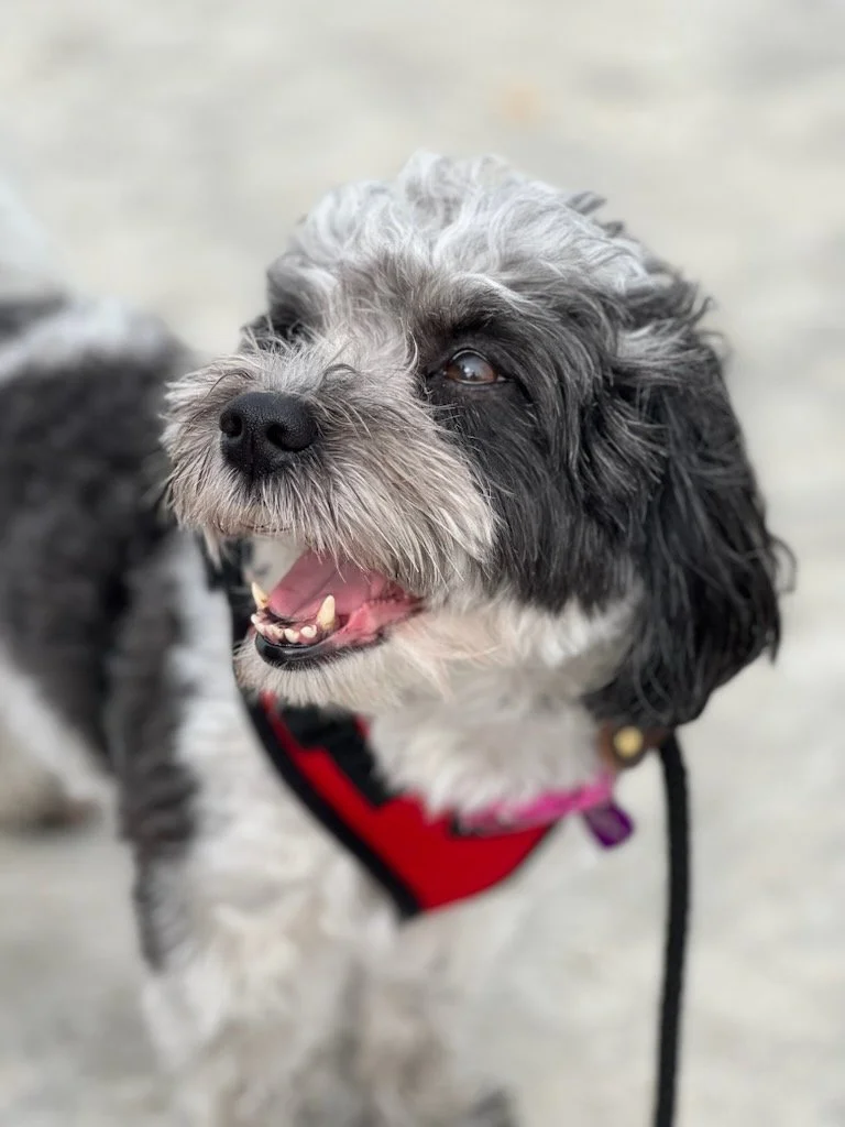 Wildflower Havanese in Performance, Therapy, and Service near Denver