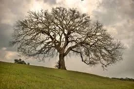 How to make your writing descriptions pop.