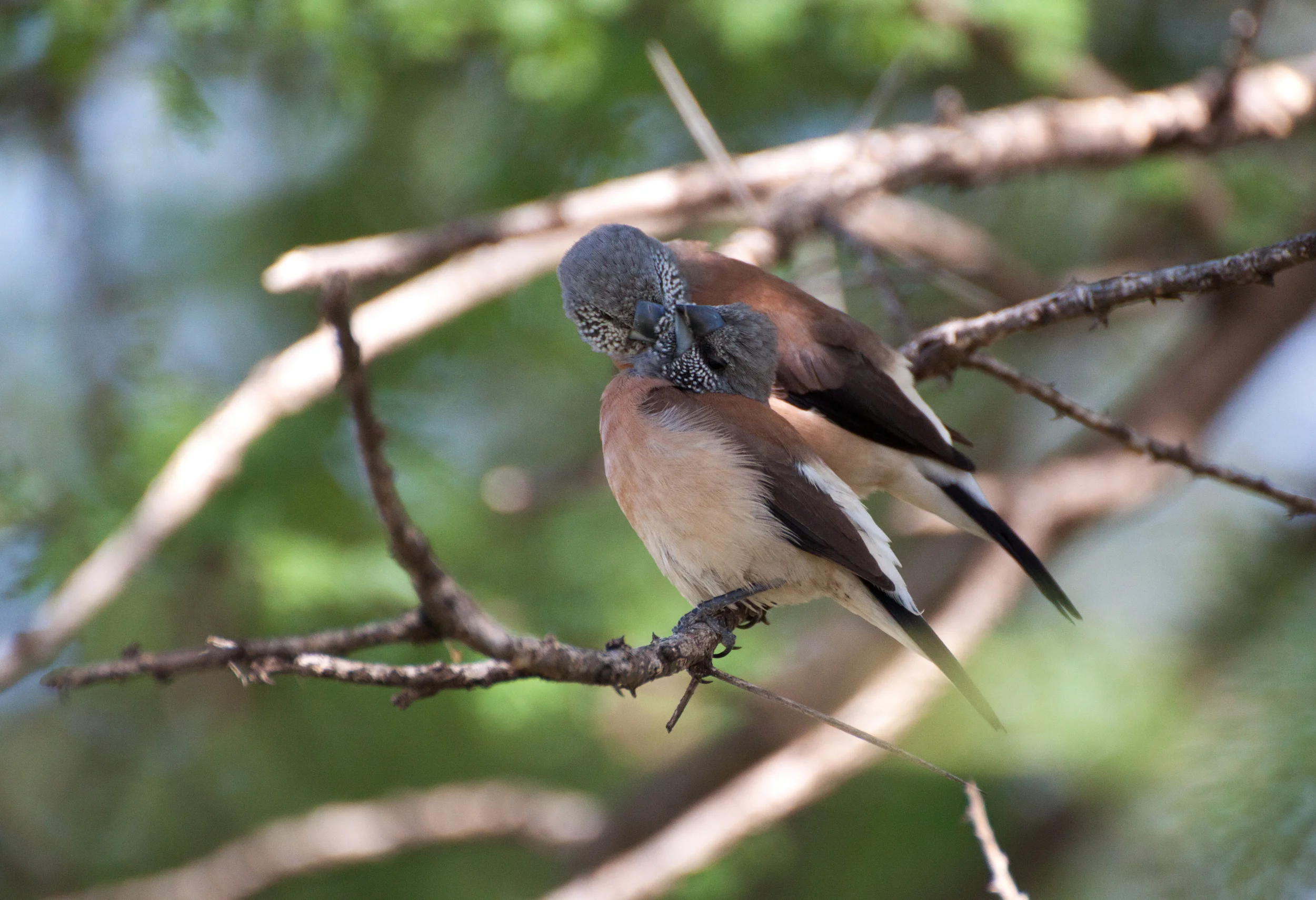 birdlove.jpg