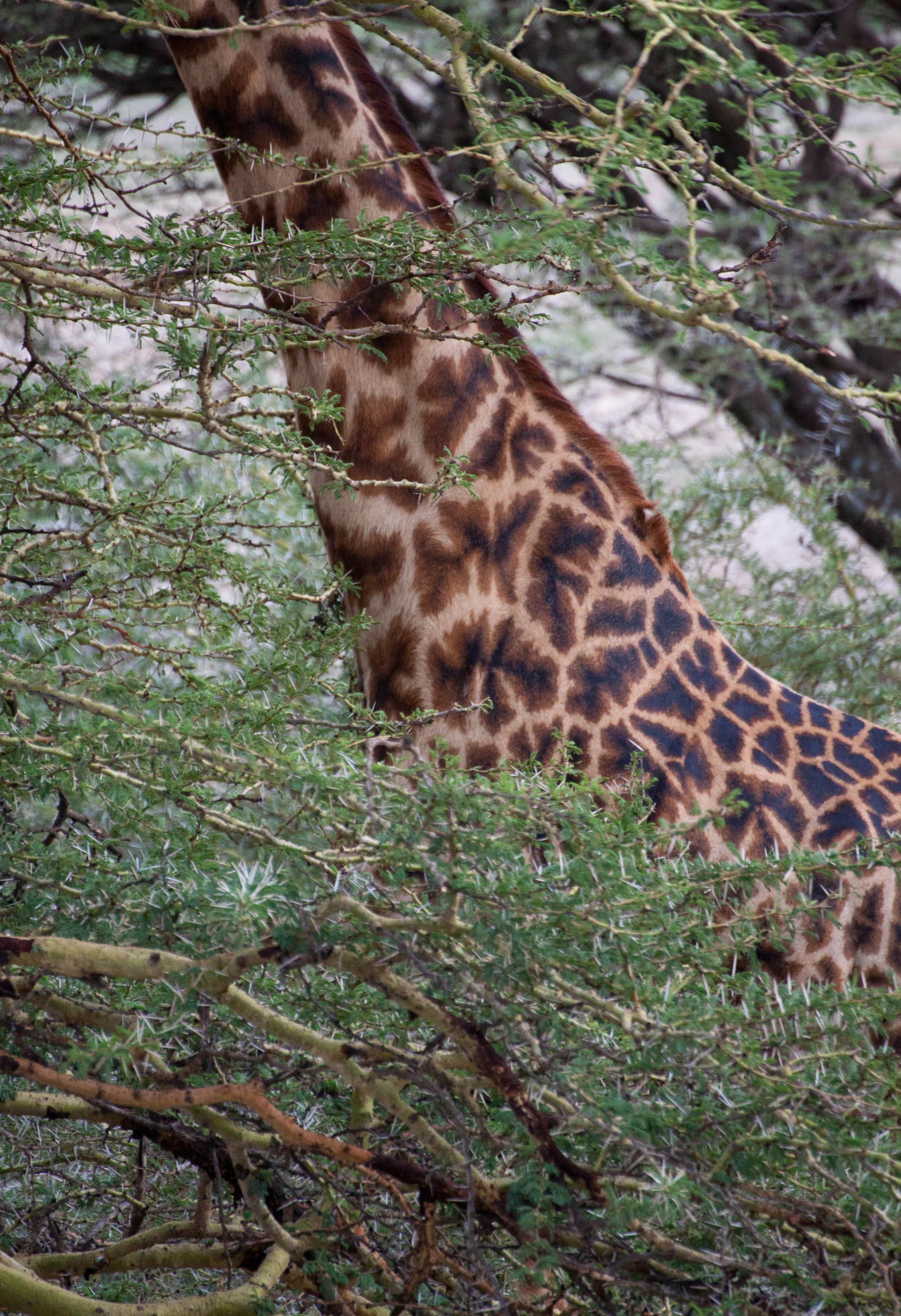 giraffe abstract.jpg