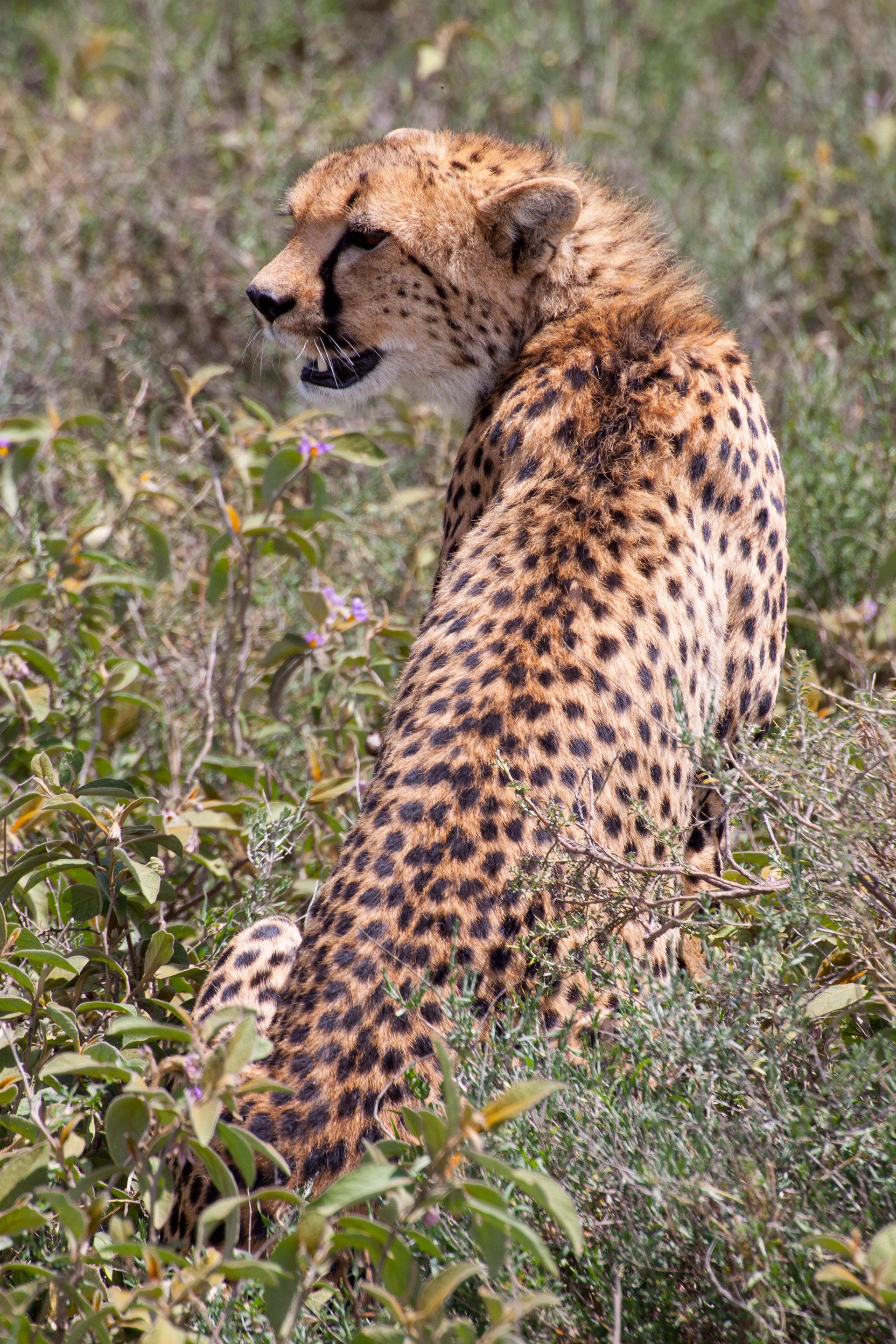 cheetahback.jpg