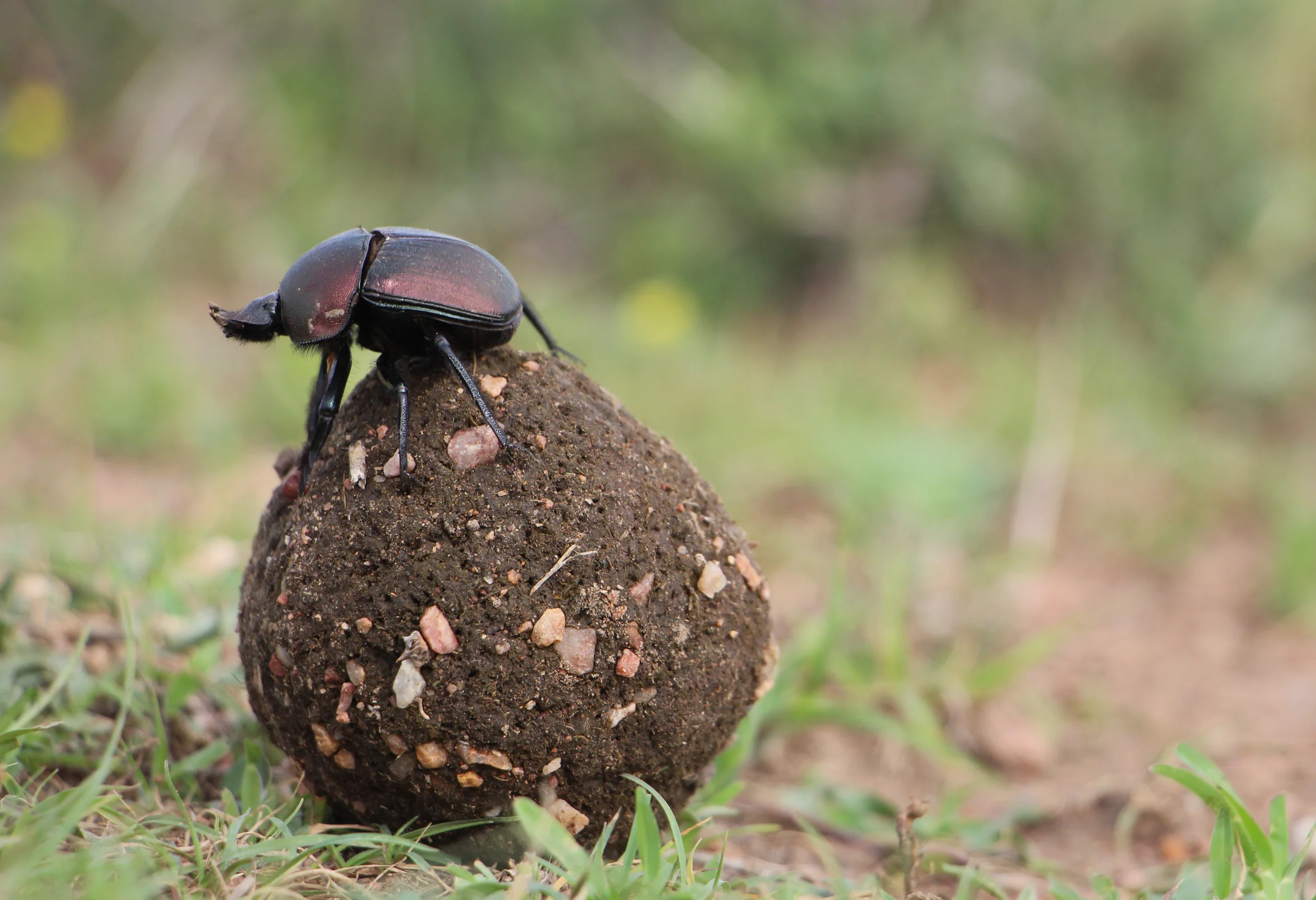 dungbeetle.jpg