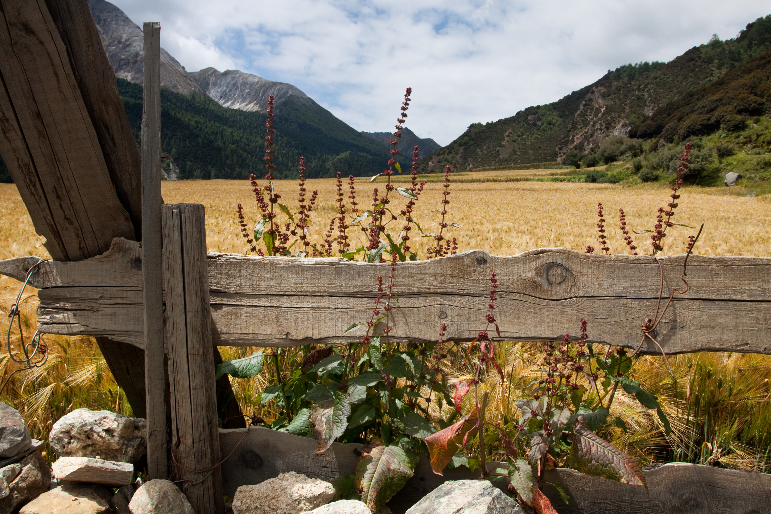 wheat fenceFFP.jpg