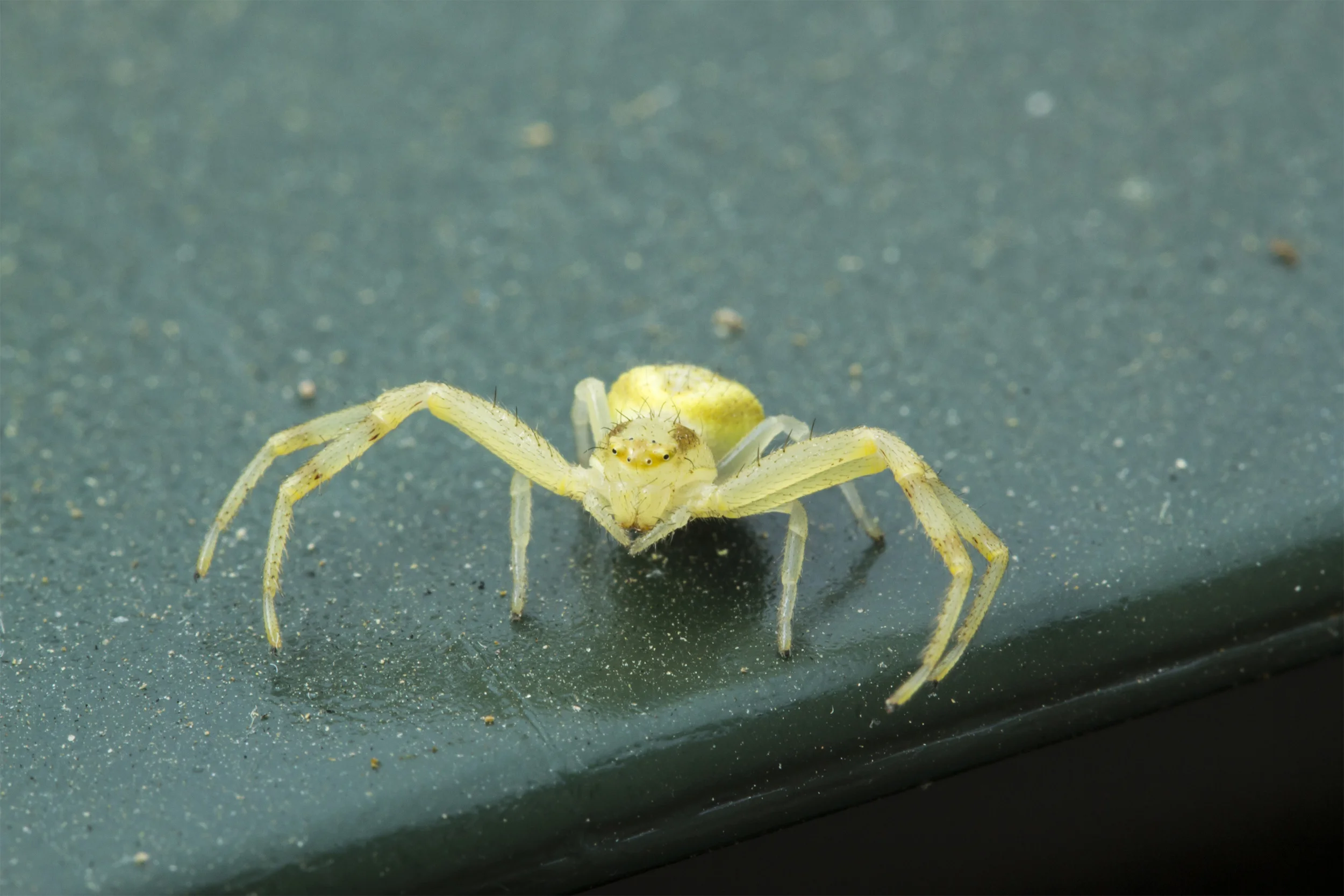 Canon T2i /w EF-S 60MM Macro by Luke Stokebrand
