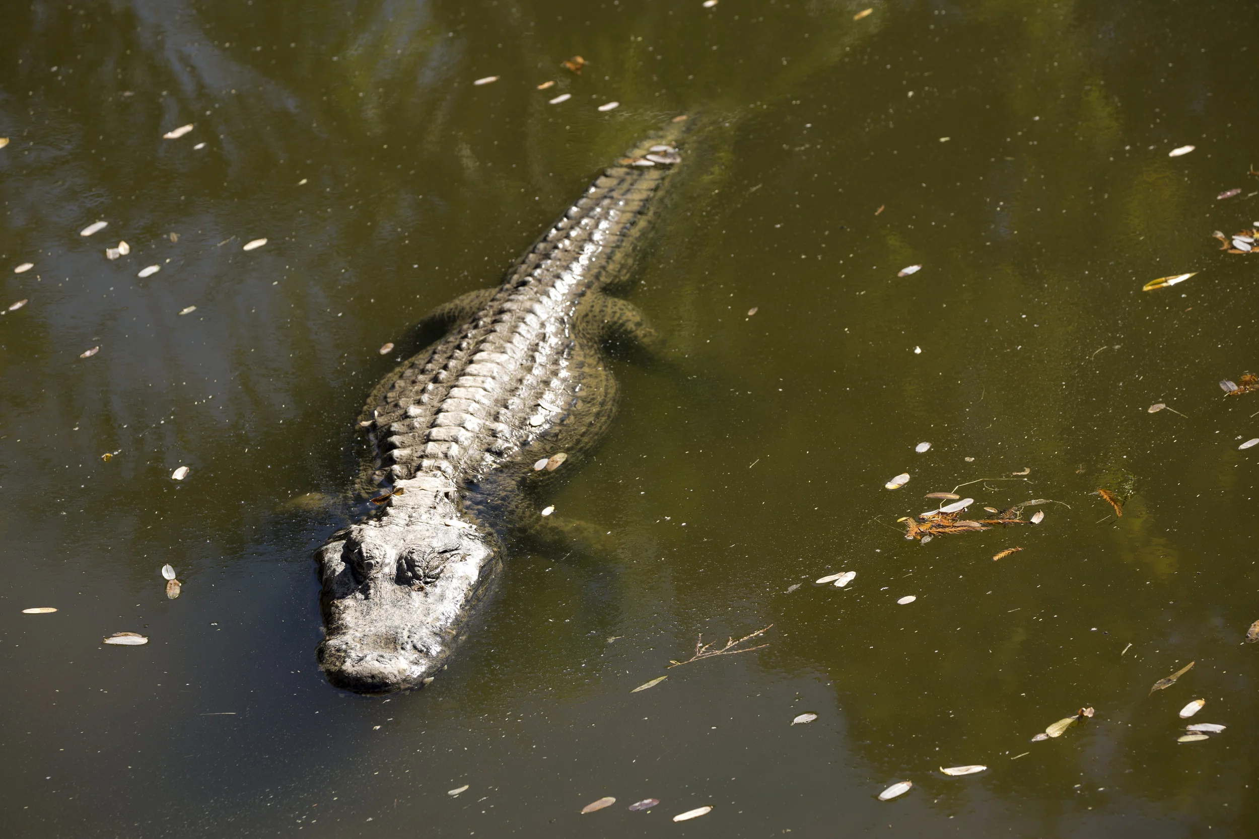Alligator Sunbathing @ The Phoenix Zoo | Canon 5D Mark III w/ 70-300L @ f/8 1/250 & 161 mm
