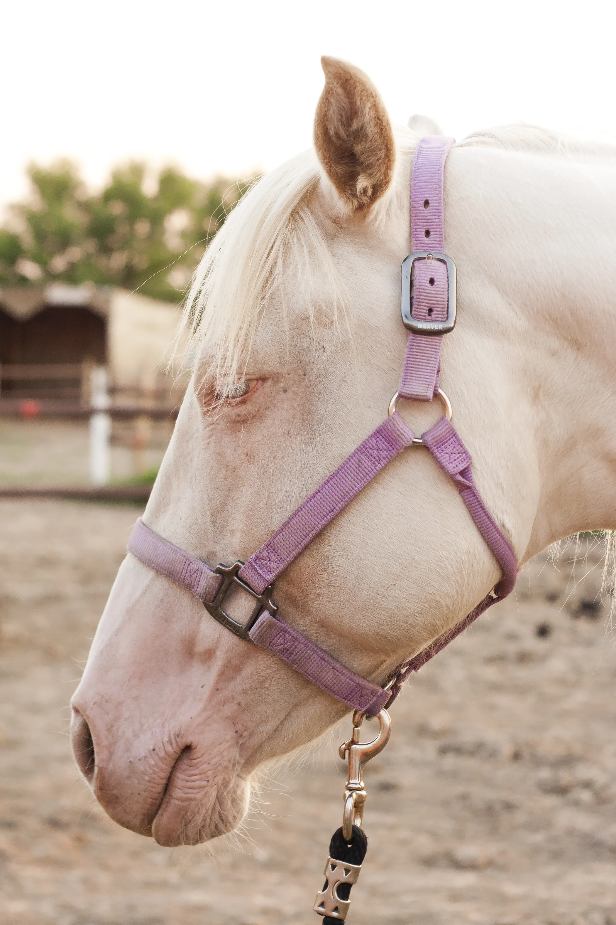 Horses_58.jpg