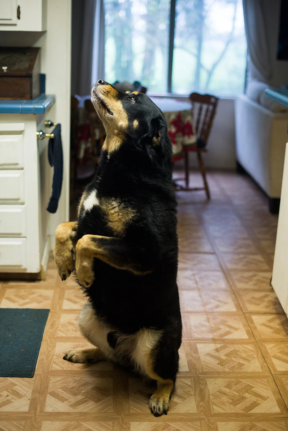 Holden is the hugest dog I've ever seen - he's like a small bear. We all fell in love with him right away.